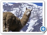 Alpaca-2