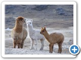 Alpacas 1ere gelee matinale
