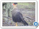 Caracara hupp