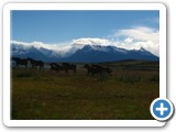 Chevaux de Patagonie (2)