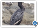 Cormoran Arica
