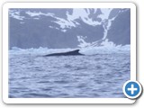 Baleine Humpback