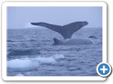 Baleine Humpback