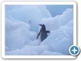 Gentoo