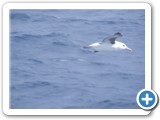 Albatros Black-Browed
