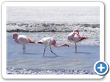 Flamants des Andes (10)