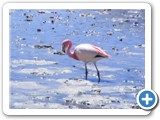 Flamants des Andes (2)