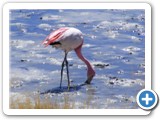 Flamants des Andes (3)