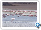 Flamants des Andes (4)