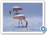 Flamants des Andes (5)