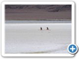 Flamants des Andes (6)