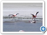 Flamants des Andes (7)
