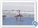Flamants des Andes (9)