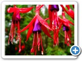 Fuschias