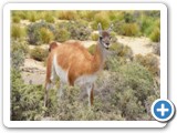 Guanaco Punta Tombo