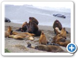 Lions de mer Punta Norte (4)