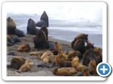 Lions de mer Punta Norte (6)
