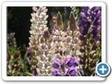 Lupins australs