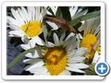 Marguerites
