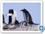 Pingouins Gentoo