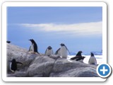 Pingouins Gentoo