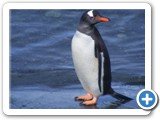 Pingouins Gentoo