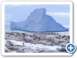 Pingouins Gentoo sur Useful Island