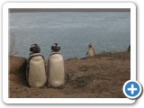Pinguinos
