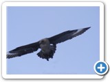 Skua polaire du Sud