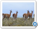 Troupeau de Guanacos