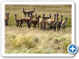 Troupeau de guanacos - Peninsule de Mitre