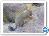 Viscacha-1